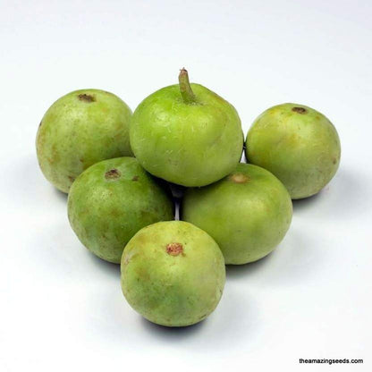 Tinda Round (Indian Baby Pumpkin) 500g (Approx) - Fresh & Tender Vegetable